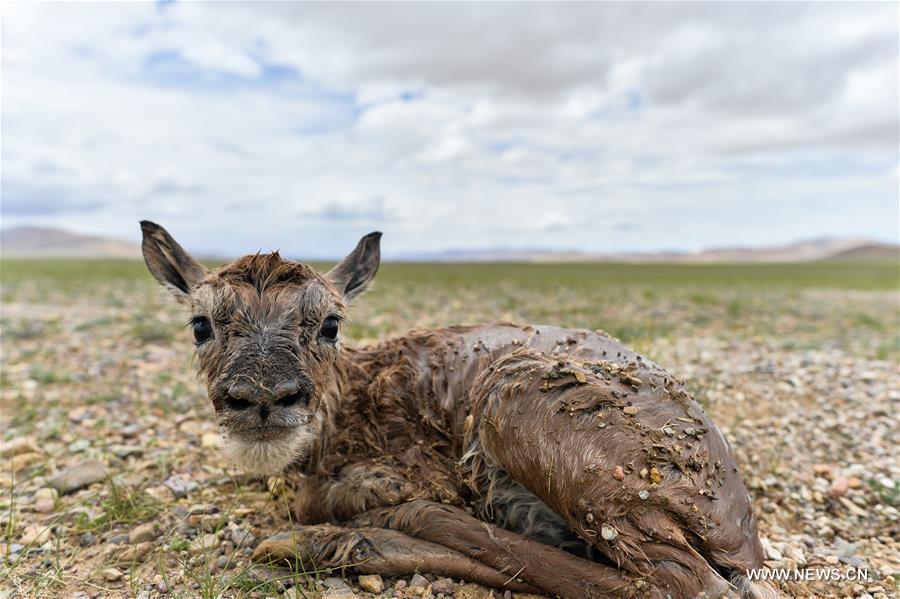 Number of Tibetan antelopes rises to over 200,000 at Changtang in Tibet