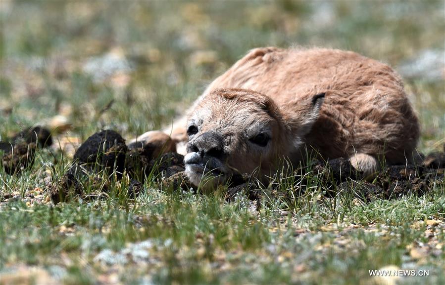 Number of Tibetan antelopes rises to over 200,000 at Changtang in Tibet