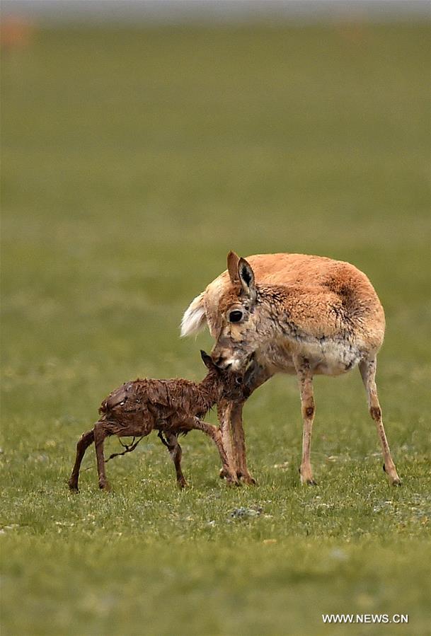 Number of Tibetan antelopes rises to over 200,000 at Changtang in Tibet