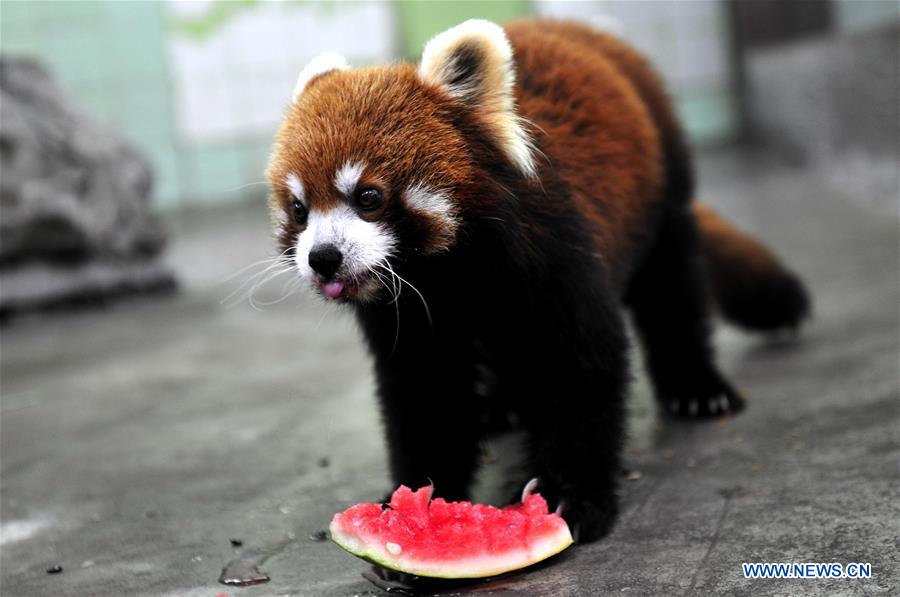 Shanghai Zoo takes varied measures to keep animals cool