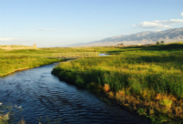 Natural beauty of Gaojiahu wetland in Xinjiang's summer