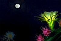 Pitaya flower: blooms for one night, yields delicious fruit