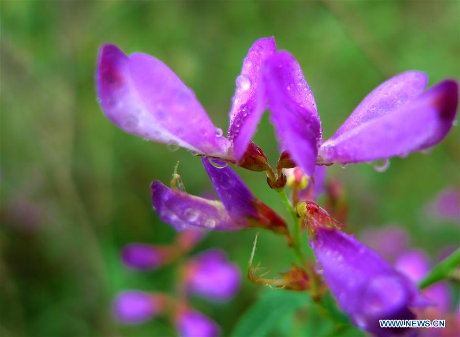 Flowers blossom after rainfall in E China's Shandong