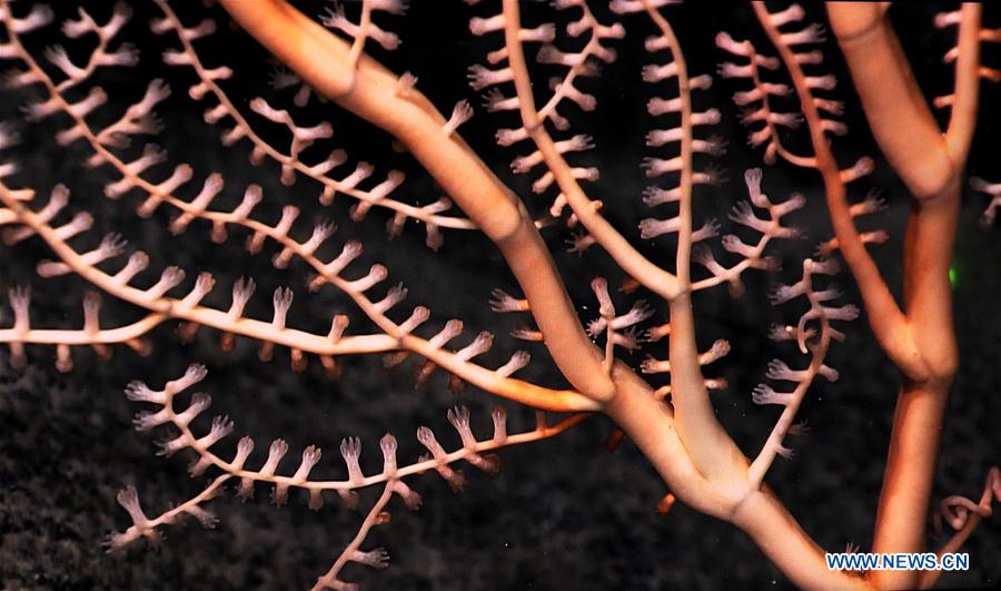 Corals seen in west Pacific on Chinese research vessel Kexue
