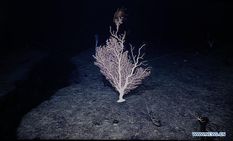 Corals seen in west Pacific on Chinese research vessel Kexue