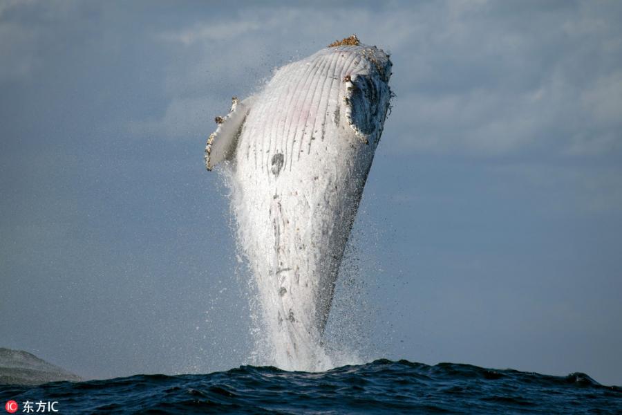 Humpback whale spotted doing 'incredibly rare' vertical breach