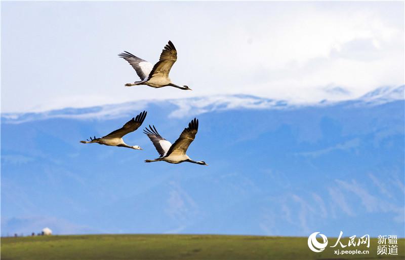 Migratory birds flock to Xinjiang’s Zhaosu in autumn