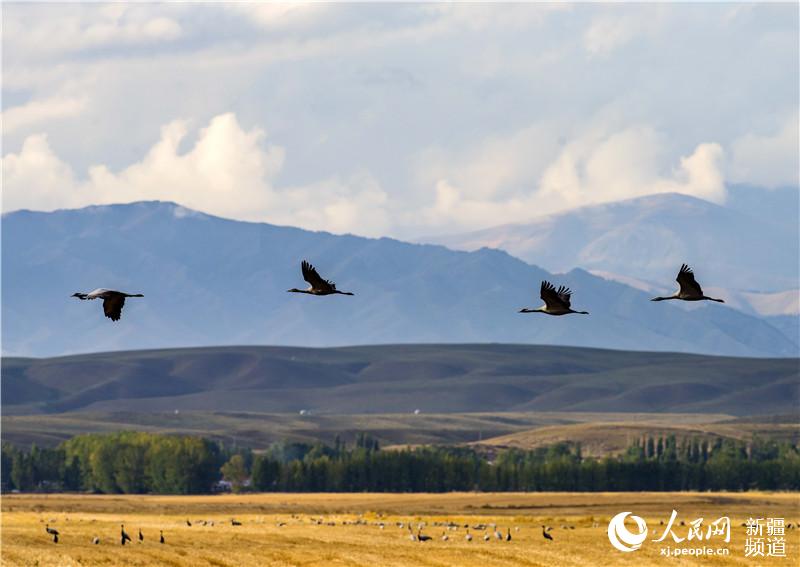 Migratory birds flock to Xinjiang’s Zhaosu in autumn
