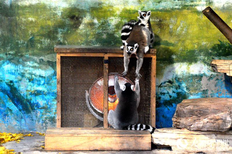 Zoo animals enjoy warm winter with heaters