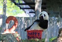 US dysfunction should alarm more than just panda fans