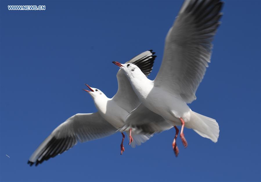 Red-billed gulls at Cuihu Park in Kunming, SW China's Yunnan