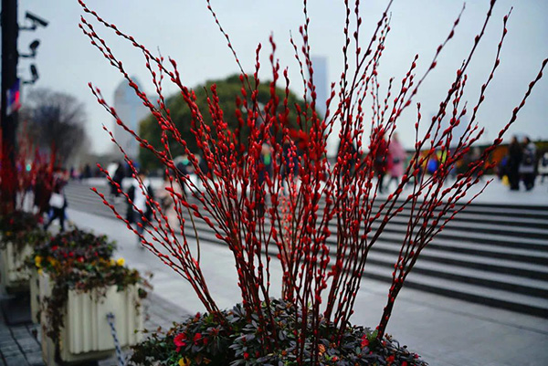 Shanghai streets elegantly decorated for Spring Festival