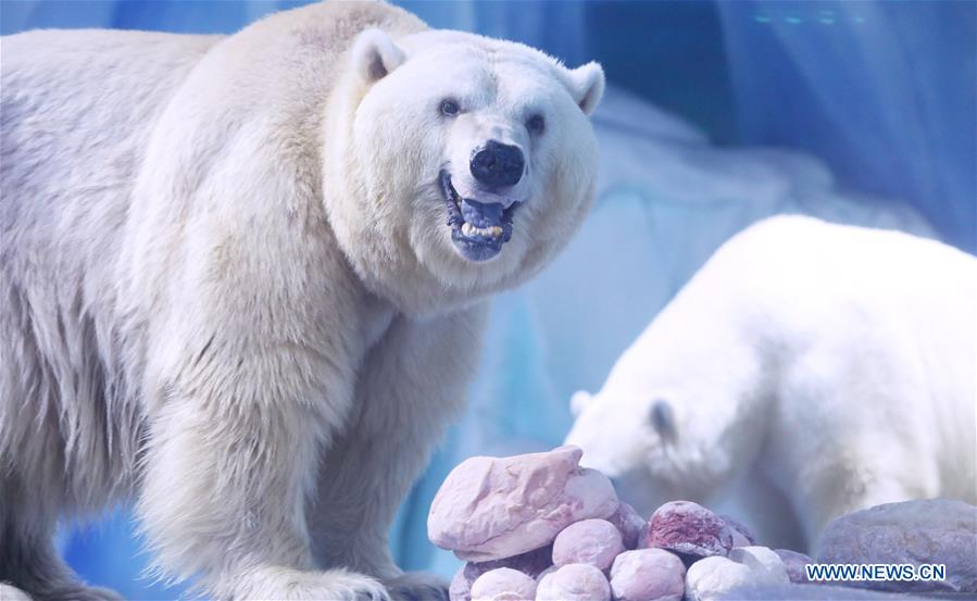 Polar bears celebrate Chinese Lantern Festival by enjoying 
