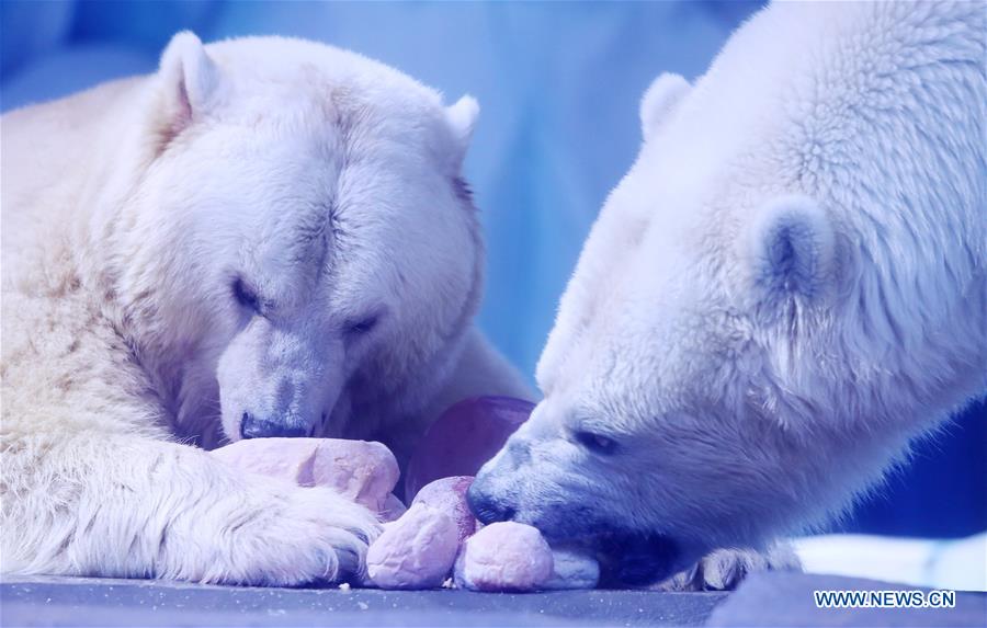 Polar bears celebrate Chinese Lantern Festival by enjoying 
