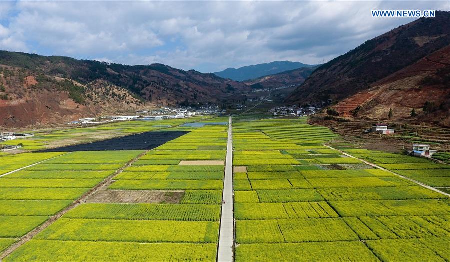 Cole flower fields seen in southwest China's Sichuan