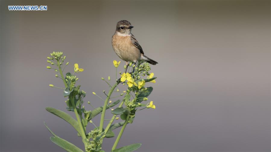 Birds seen in Fuzhou, southeast China's Fujian
