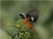 Birds seen in Fuzhou, southeast China's Fujian