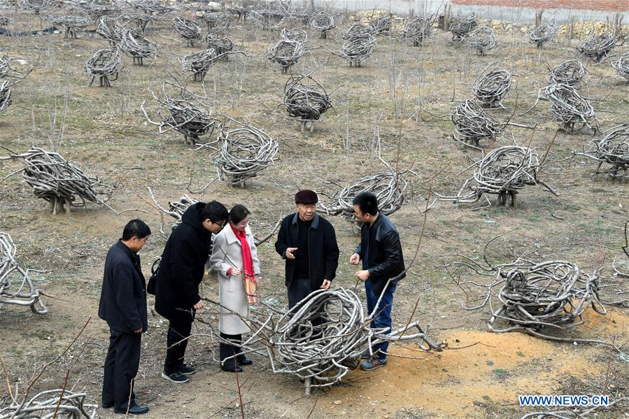 Peach orchard owner plants trees in shape of furniture in China's Shandong