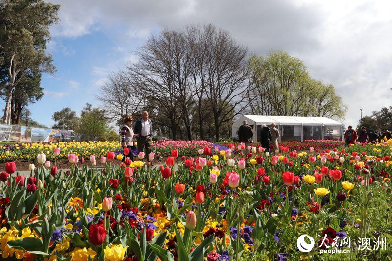 Canberra blooms: Australia’s biggest celebration of spring