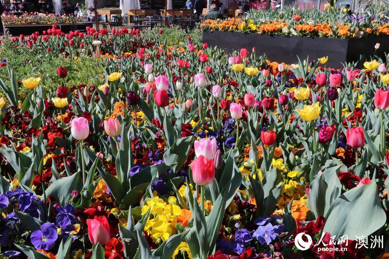 Canberra blooms: Australia’s biggest celebration of spring