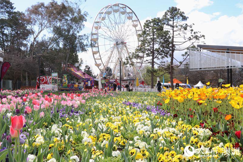 Canberra blooms: Australia’s biggest celebration of spring