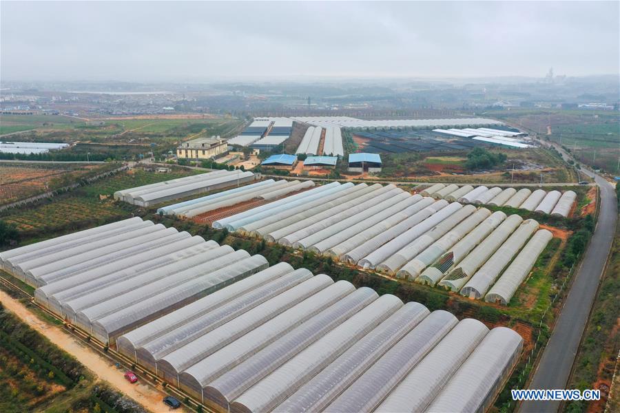 Local government makes efforts to develop panax notoginseng industry in Yunnan