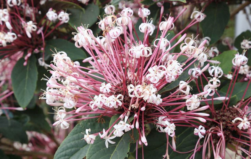 Flowers begin to bloom in south China’s Haikou