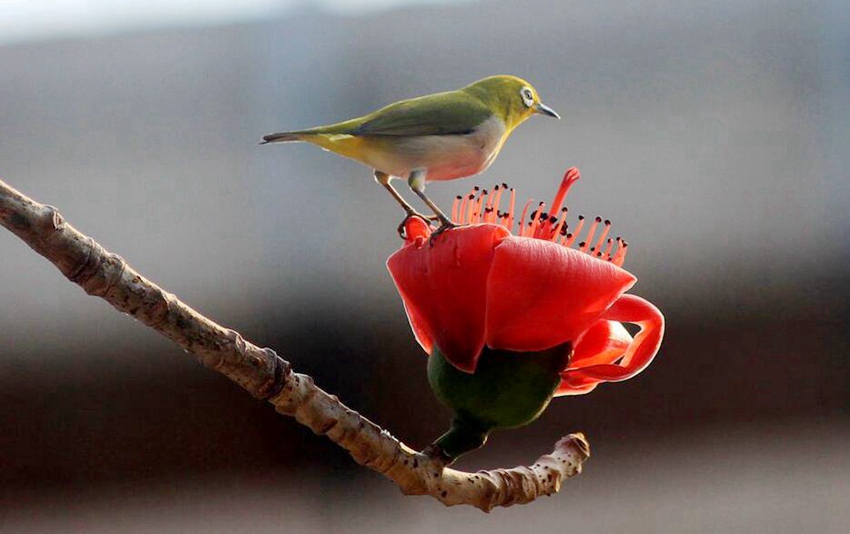 Flowers begin to bloom in south China’s Haikou