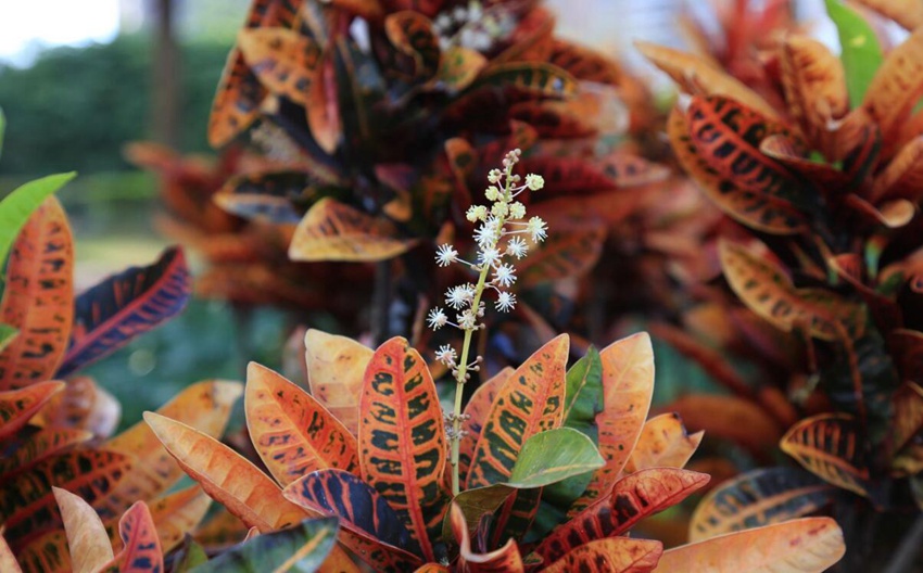 Flowers begin to bloom in south China’s Haikou