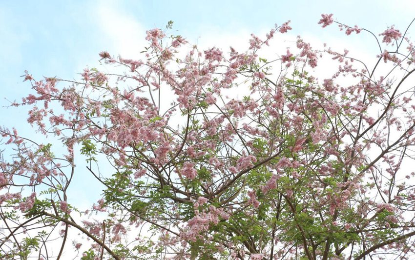 Flowers begin to bloom in south China’s Haikou