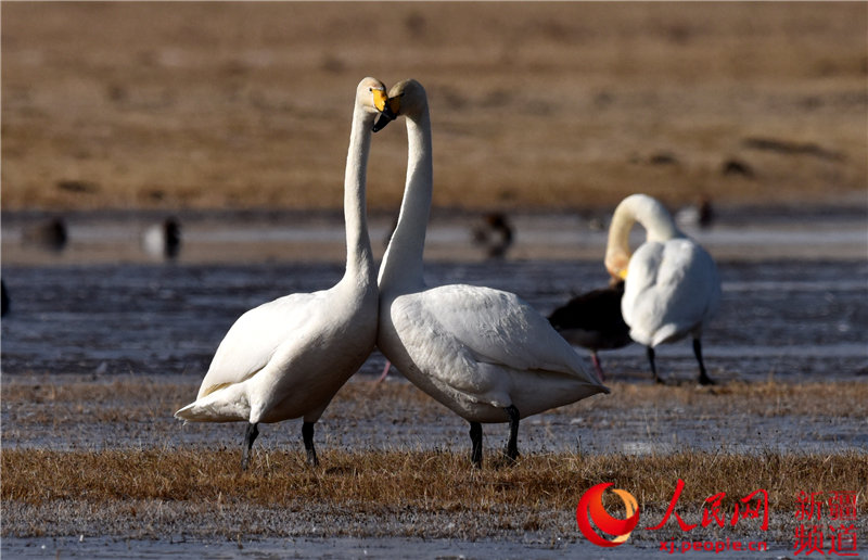 Migratory birds return to Swan Lake in Bayinbuluk