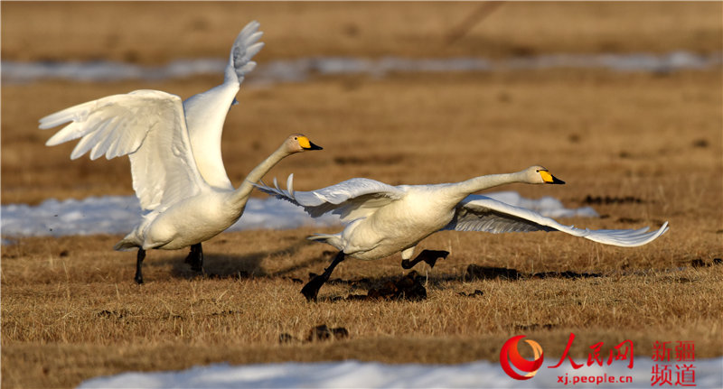Migratory birds return to Swan Lake in Bayinbuluk