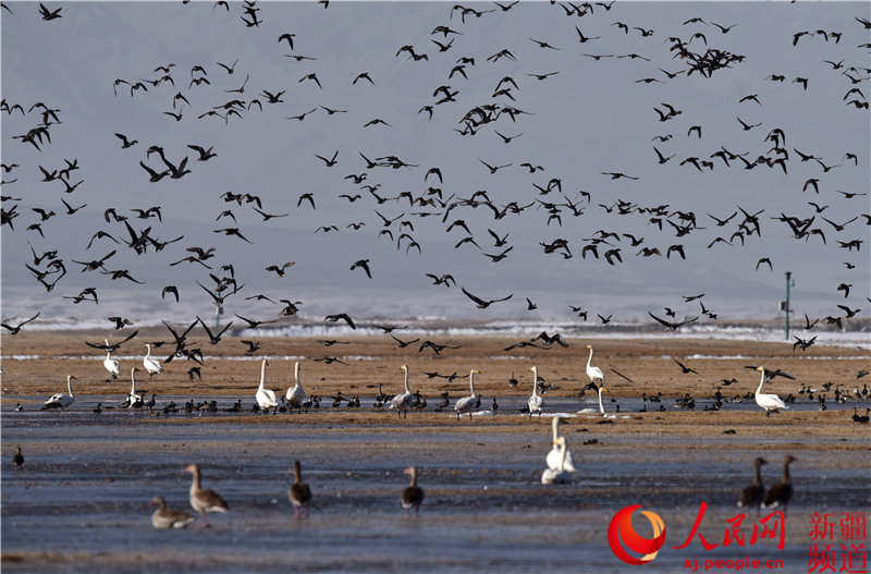 Migratory birds return to Swan Lake in Bayinbuluk