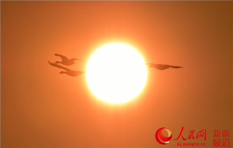 Migratory birds return to Swan Lake in Bayinbuluk