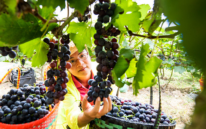 Grape harvest helps alleviate poverty in Guangxi
