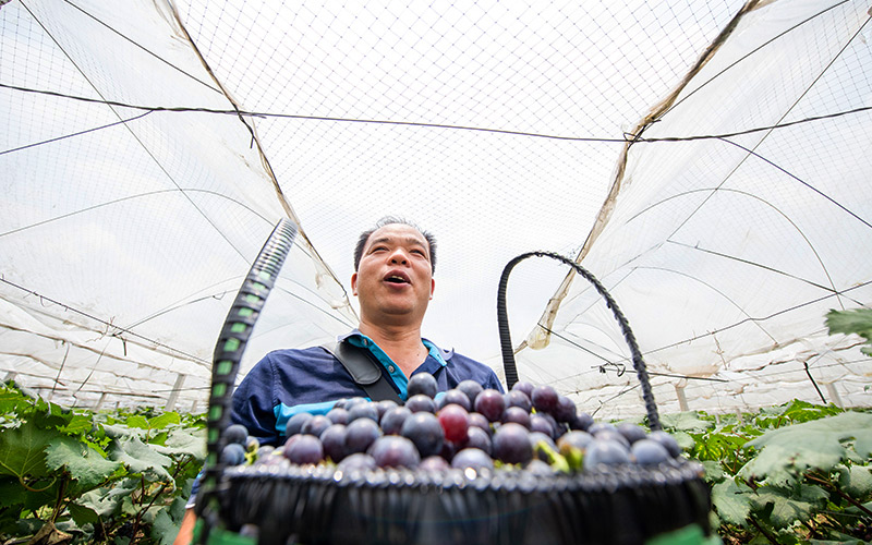 Grape harvest helps alleviate poverty in Guangxi