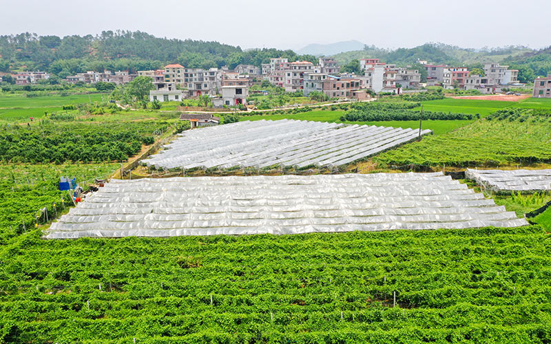 Grape harvest helps alleviate poverty in Guangxi