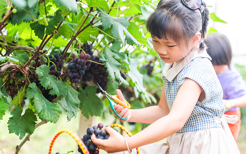 Grape harvest helps alleviate poverty in Guangxi