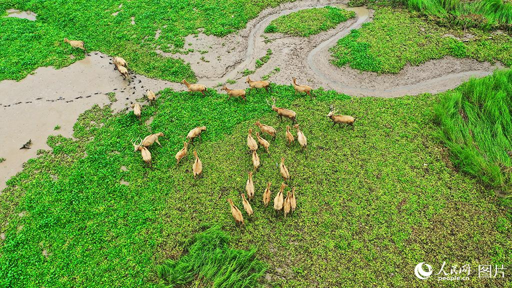 Around 50 milu deer spotted in wetland of E China’s Jiangsu