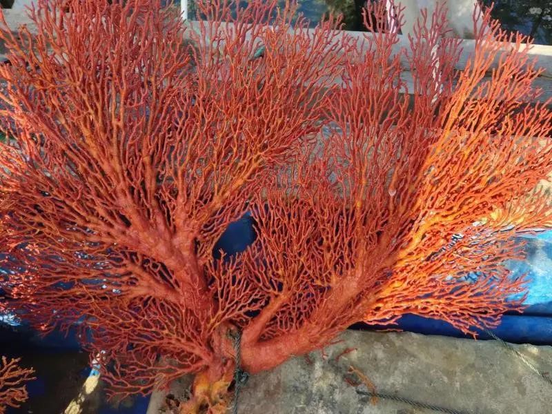 Chinese researchers ‘plant’ corals on seabed