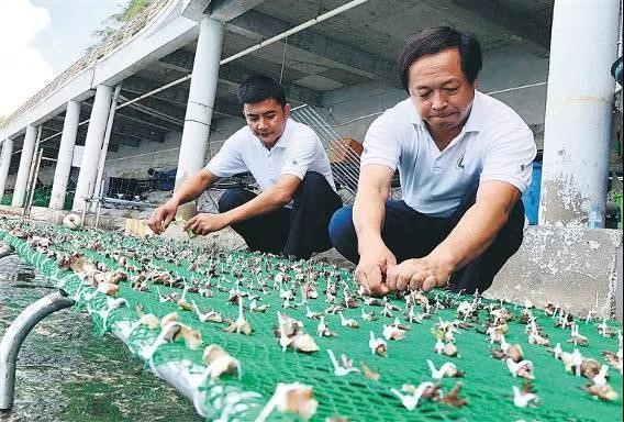 Chinese researchers ‘plant’ corals on seabed