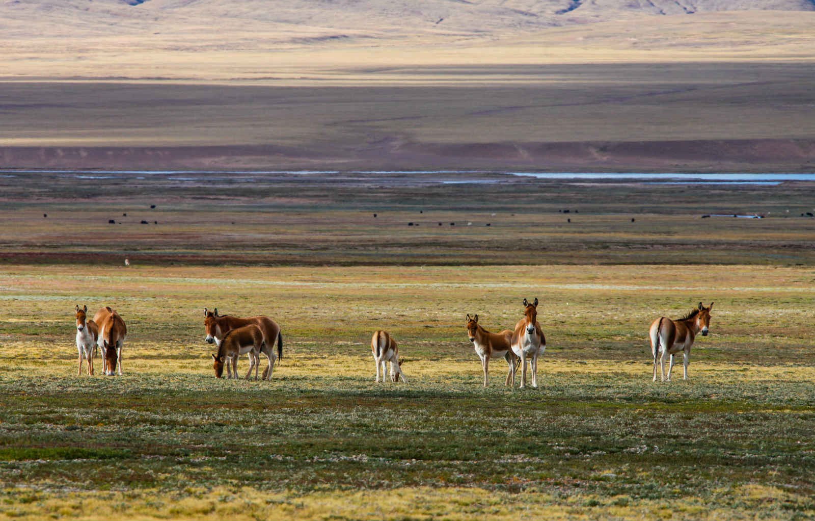 China’s Qinghai province seeks development through ecological advantages