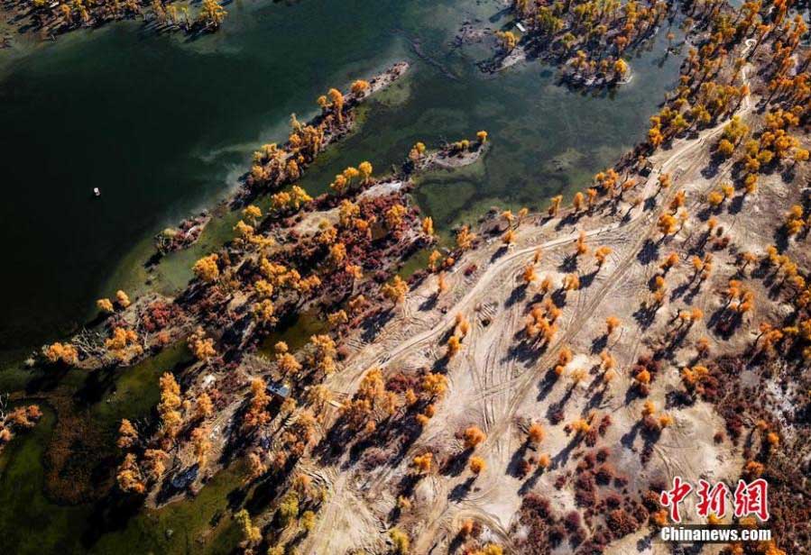 Autumn scenery of desert poplar forest along Tarim River in Xinjiang
