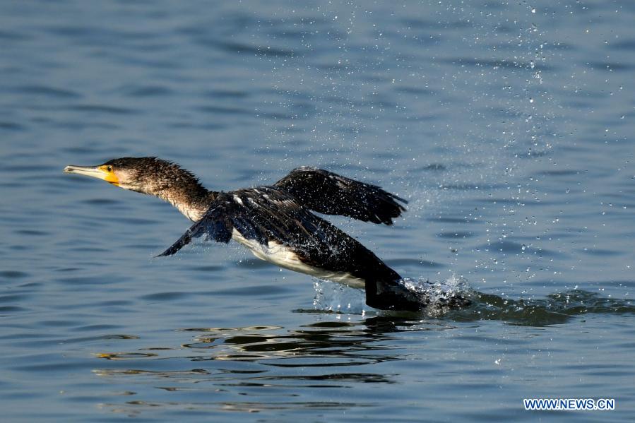 Birds forage in Kuwait City