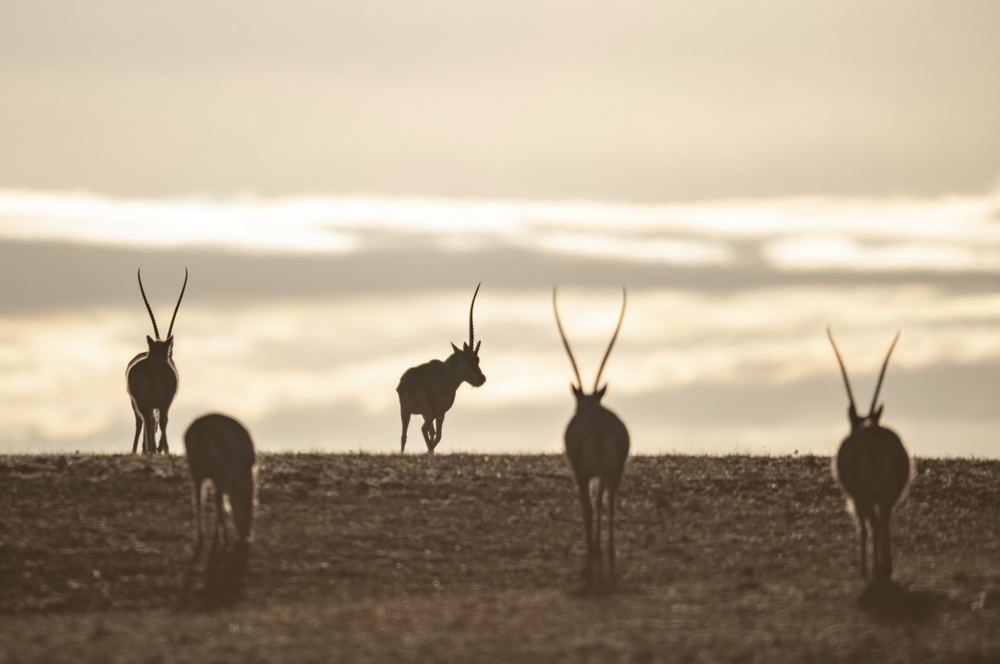 Number of Tibetan antelopes exceeds 200,000 in Tibet