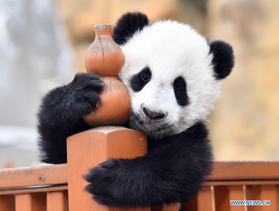 Giant panda cubs play at Qinling breeding and research center in Shaanxi