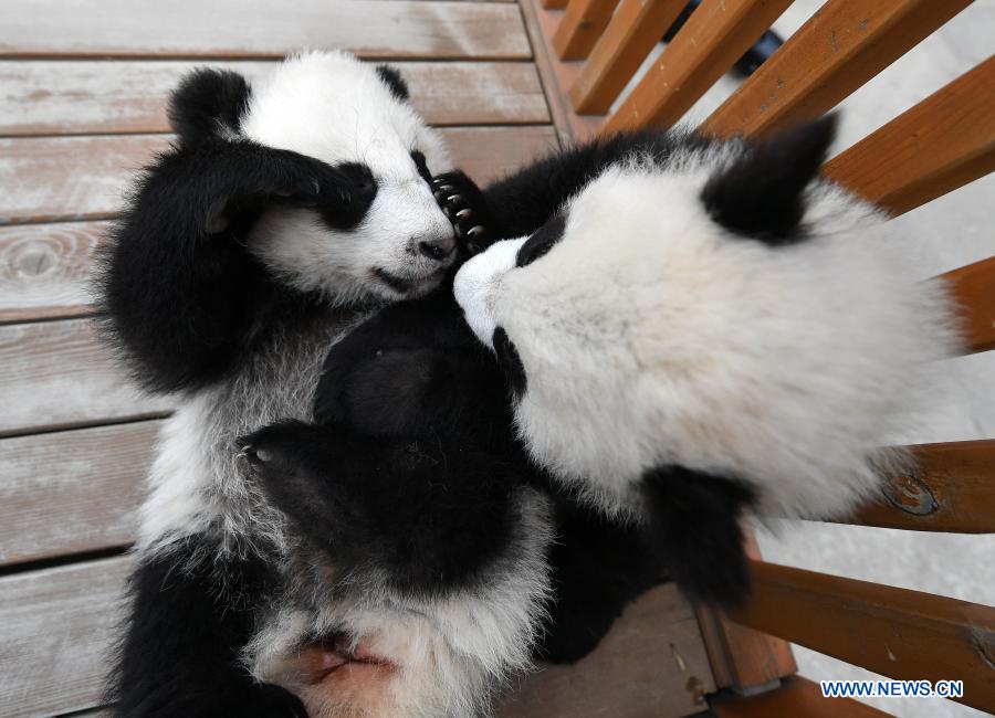 Giant panda cubs play at Qinling breeding and research center in Shaanxi