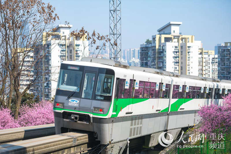 Train runs amid spring flowers in Chongqing