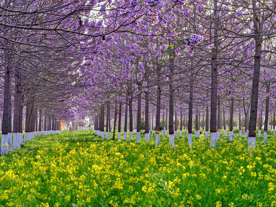 Lankao county in Central China's Henan embraces a sea of flowering Paulownia trees