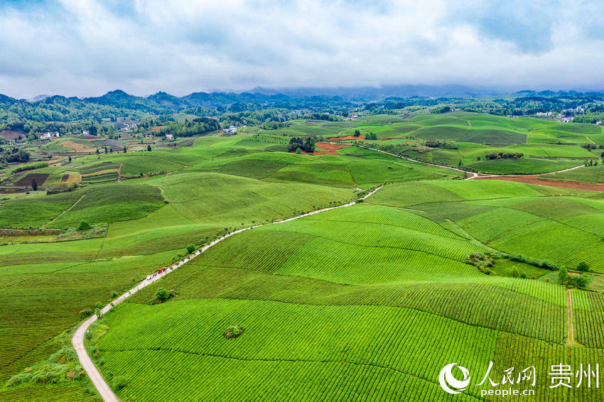 County in SW China's Guizhou province marches toward prosperity by exploring tea business